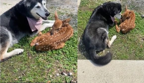 Bambi og hvutti bestu vinir