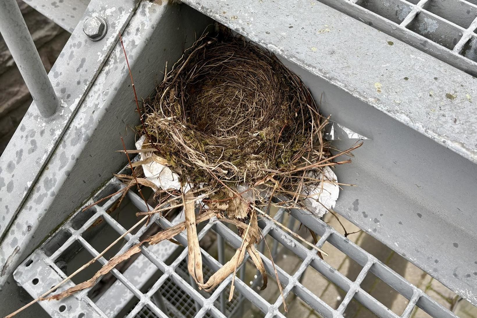 Þrösturinn horfinn og eggin líka