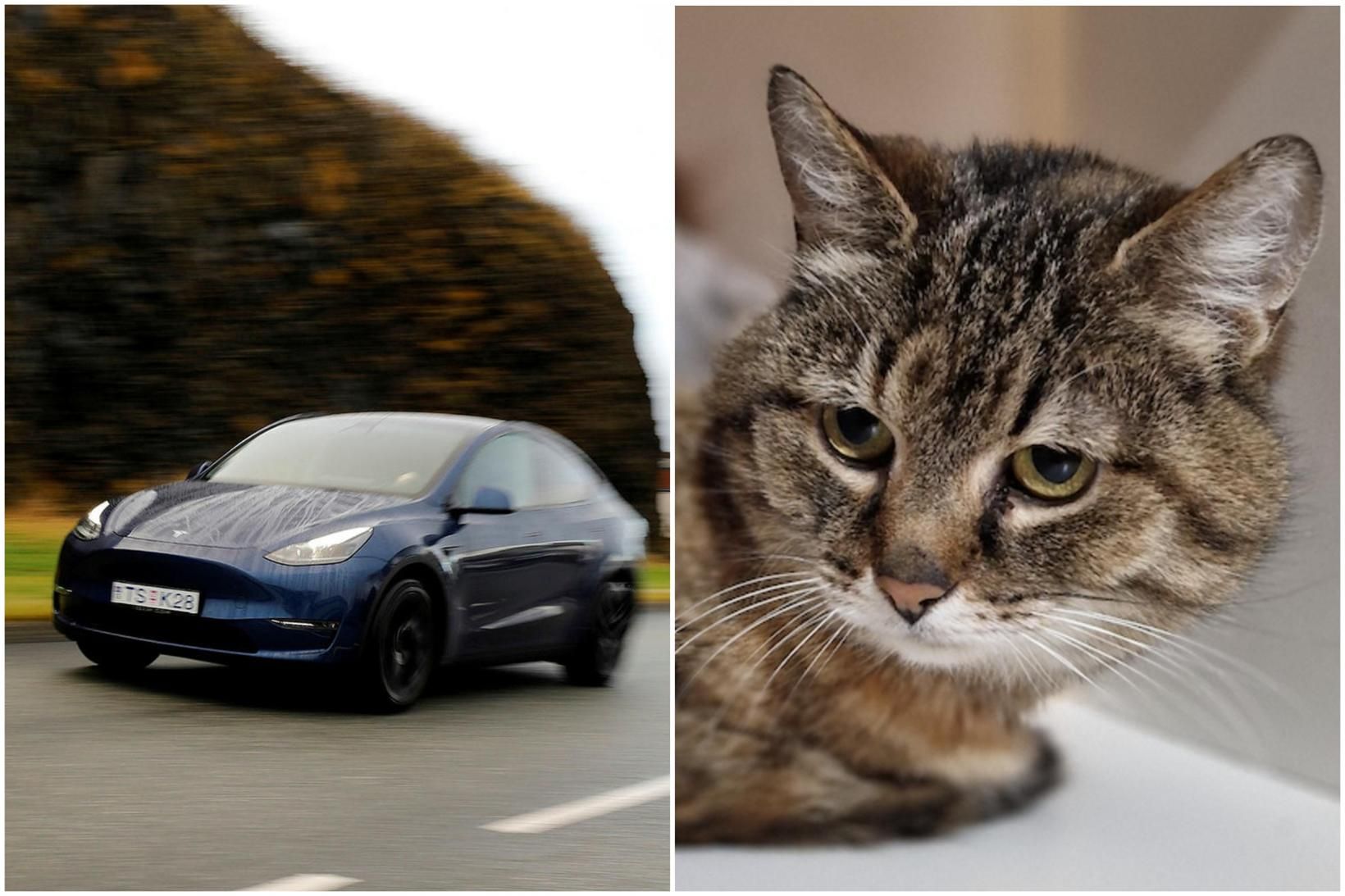 Frelsaði kött úr greipum Tesla-bifreiðar