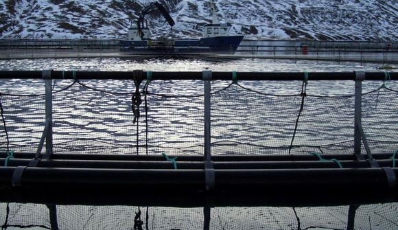 Lágt afurðaverð áhrif á afkomu Arctic Fish
