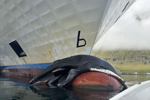 Starfsmenn Seyðisfjarðarhafnar og áhöfn Norrænu losuðu hræið af stefni skipsins en talið er að um …