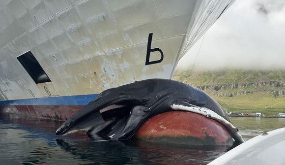 „Þá sáum við að hvalur lá þvert yfir peruna“
