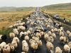 Sheep are gathered from the mountains in the fall.