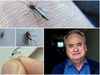 All the flies seen above have, quite unfairly, been labeled as the infamous "mosquito."