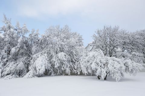 The beauty of the all-encompassing white blanket of snow.