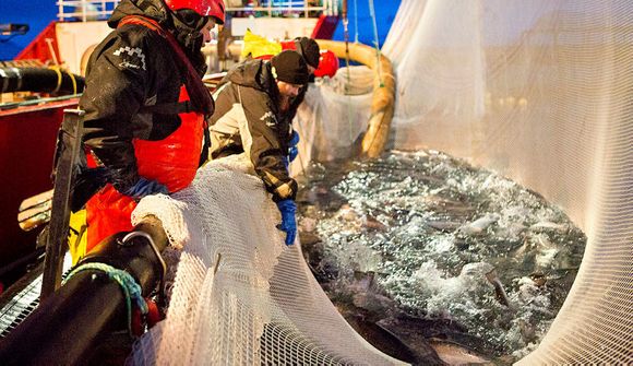 4.000 tonn af frjóum laxi í sjókvíar í Arnarfirði