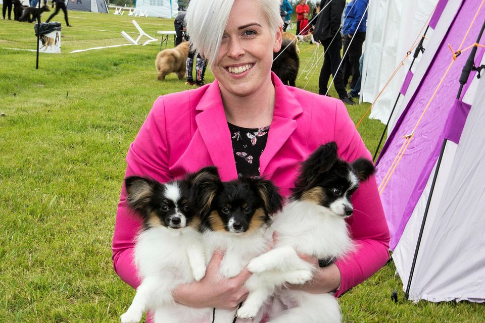 Hundasýning Hundaræktarfélags Íslands 2016