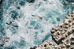 Birds flying over Eldey Island.