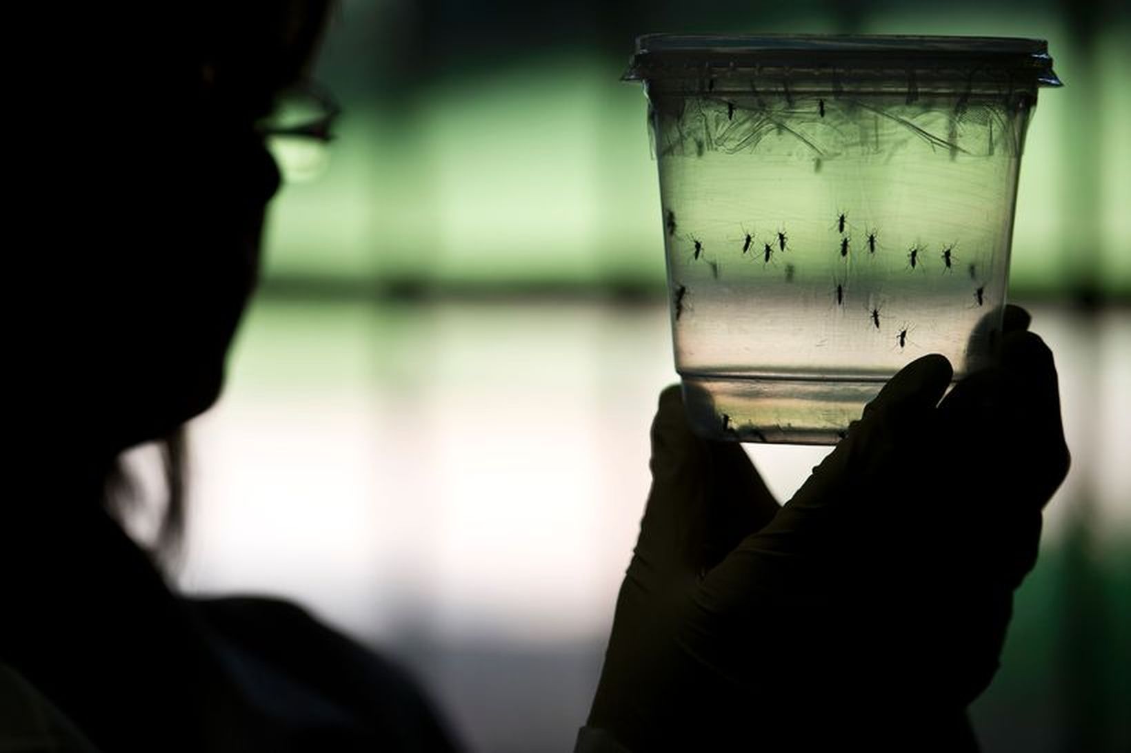 Zika-veiran dreifist fyrst og fremst með tiltekinni tegund moskítóflugna. Þær …