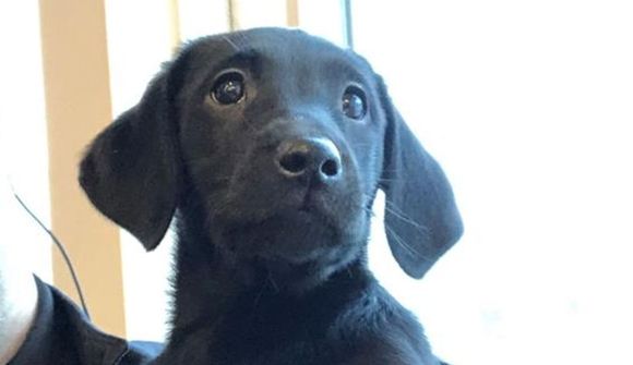 Þjálfa Kæju sem fíkniefnahund