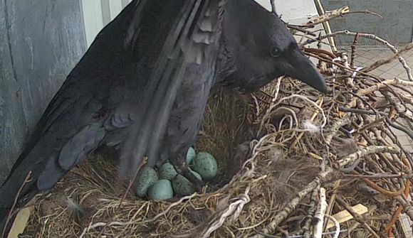 Sex egg komin í laupinn hjá Hrefnu og Hrafni