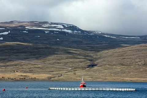 Salmon farming is a controversial subject in Iceland.