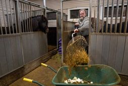 Guðmundur Björgvinsson shovels dirt into a wheelbarrow in his stable.