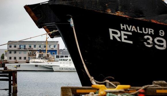 Engar hvalveiðar í sumar