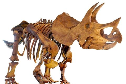 The bones are estimated to be 65 million years old.