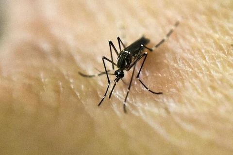 Zika-veiran smitast með biti moskítóflugna.
