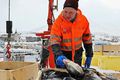 Grásleppa Hart er tekist á um veiðistýringu á grásleppu um þessar mundir. Hér er Sigurður Kristjánsson á Húsavík að gera að grásleppuafla sínum.