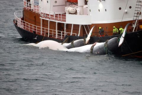 Hafrannsóknastofnun stendur við fyrri ráðgjöf sína um veiðar á langreyði.