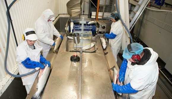 229 milljóna hagnaður Arctic Fish