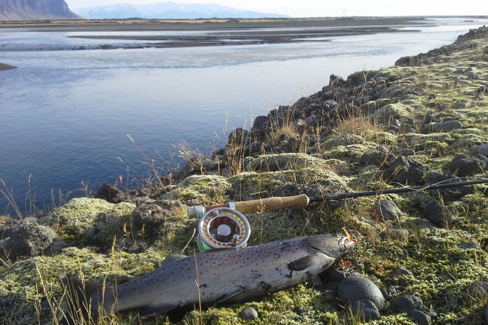 Fallegur sjóbirtingur úr ármótum Laxár/Brúarár við Djúpá. Lómagnúpur í fjarska.