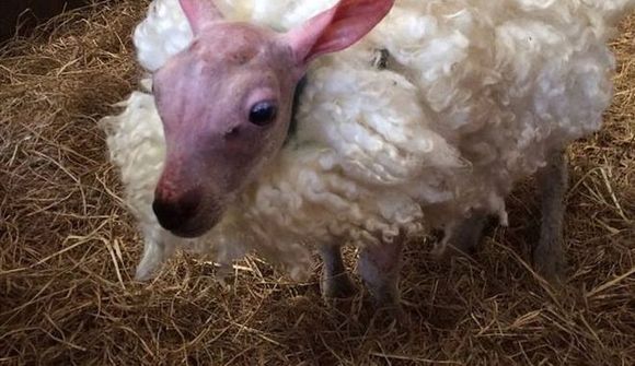 Lambið Skippy fær heimatilbúinn feld