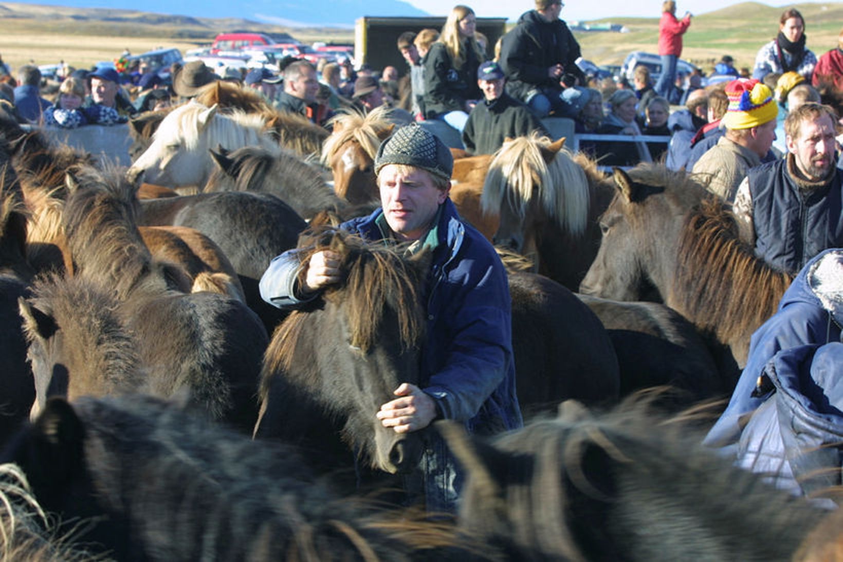 Réttað í Laufskálarétt í Hjaltadal.