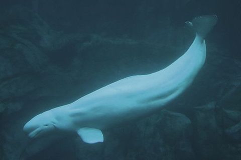 A white whale, or Beluga whale,  is a small  Arctic and sub-Arctic cetacean.