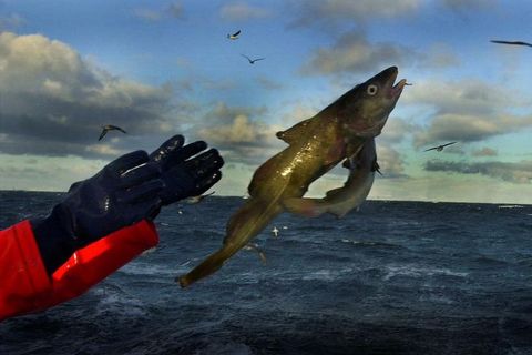 Persónuvernd hefur úrskurðað að Fiskistofu sé heimilt að birta opinberlega ákvarðanir stofnunarinnar um sviptingu veiðileyfa …