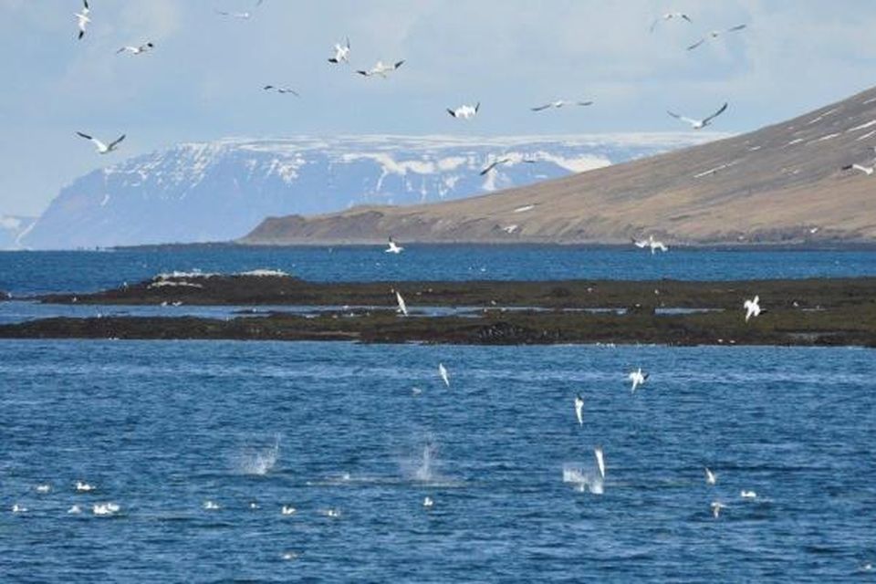 Eins og sjá má er afar líflegt fuglalíf í Kolgrafarfirði þessa dagana.