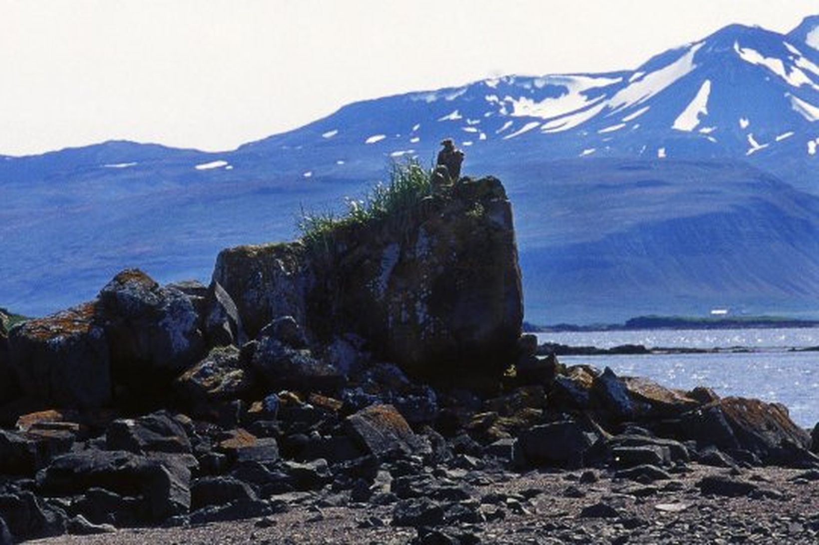 Arnarhreiður á einni af hinum mörgu eyjum í Breiðafirði.