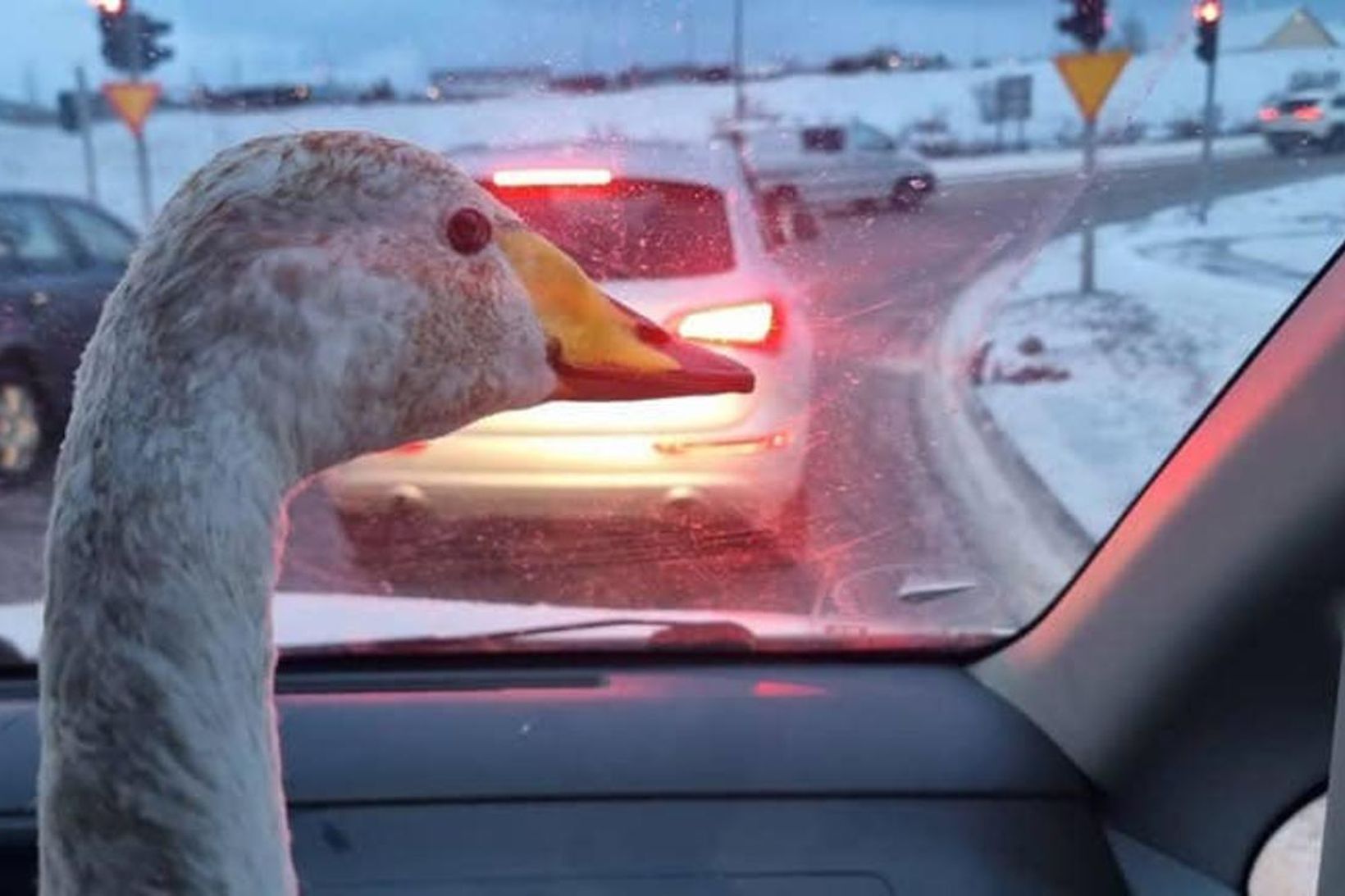Það var Guðmundur Fylkisson, forsvarsmaður verkefnisins Project Henrý, sem kom …
