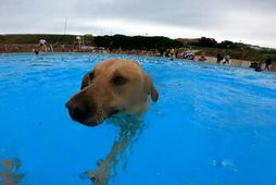 'Dog heaven': dogs make a splash at UK coastal lido