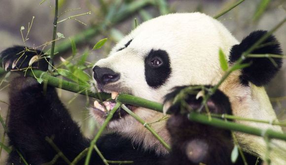 Panda að kútveltast í snjó