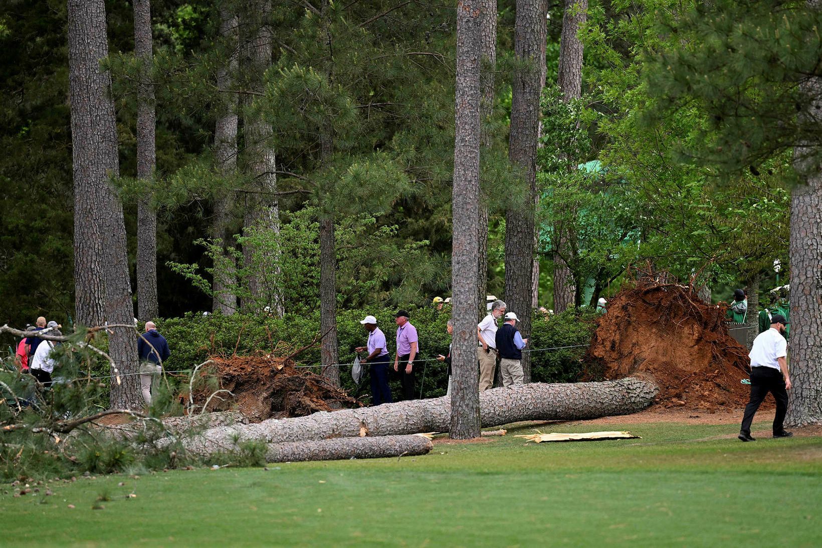 Eitthvað hefur gengið á Augusta National fyrst heilu trén féllu.