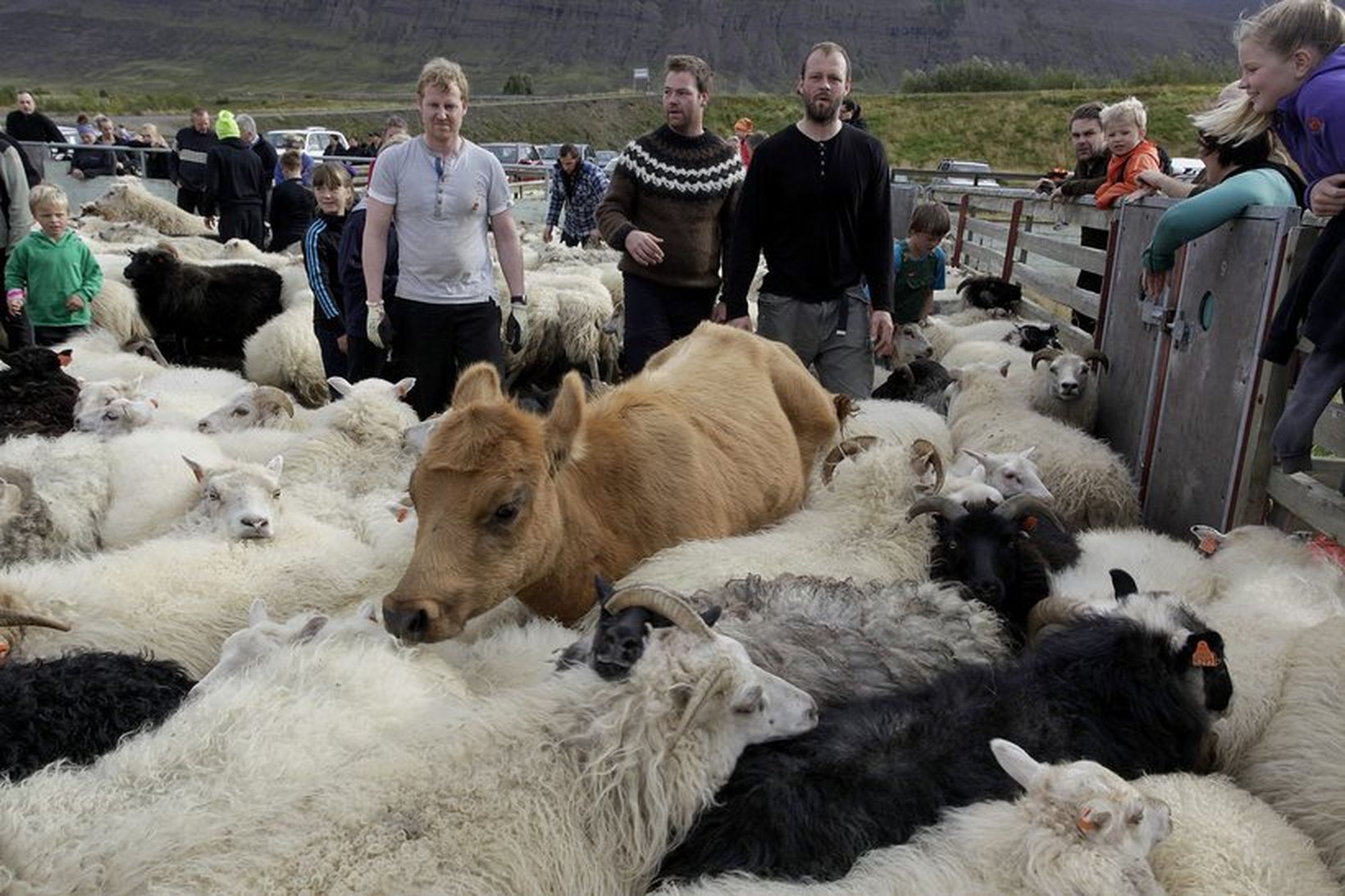 Þverárrétt í Eyjafirði í morgun - einn kom óvenju stór …