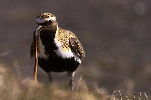 The European golden plover holds a clear lead.