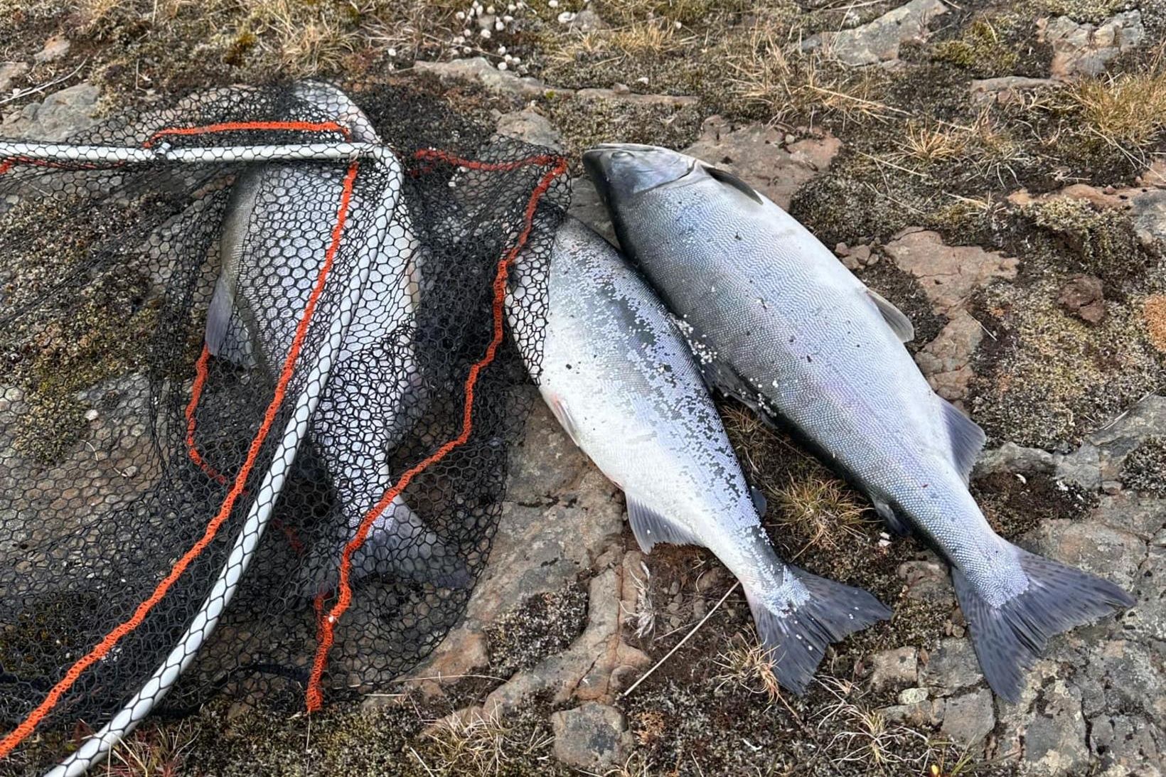 Þrír af hnúðlöxunum sem Sævar Þór og félagar veiddu á …