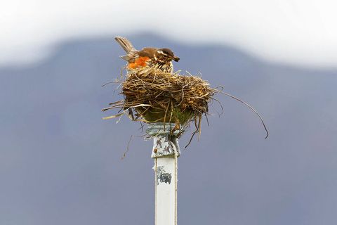 The redwing in its nest, on top of the flagpole.