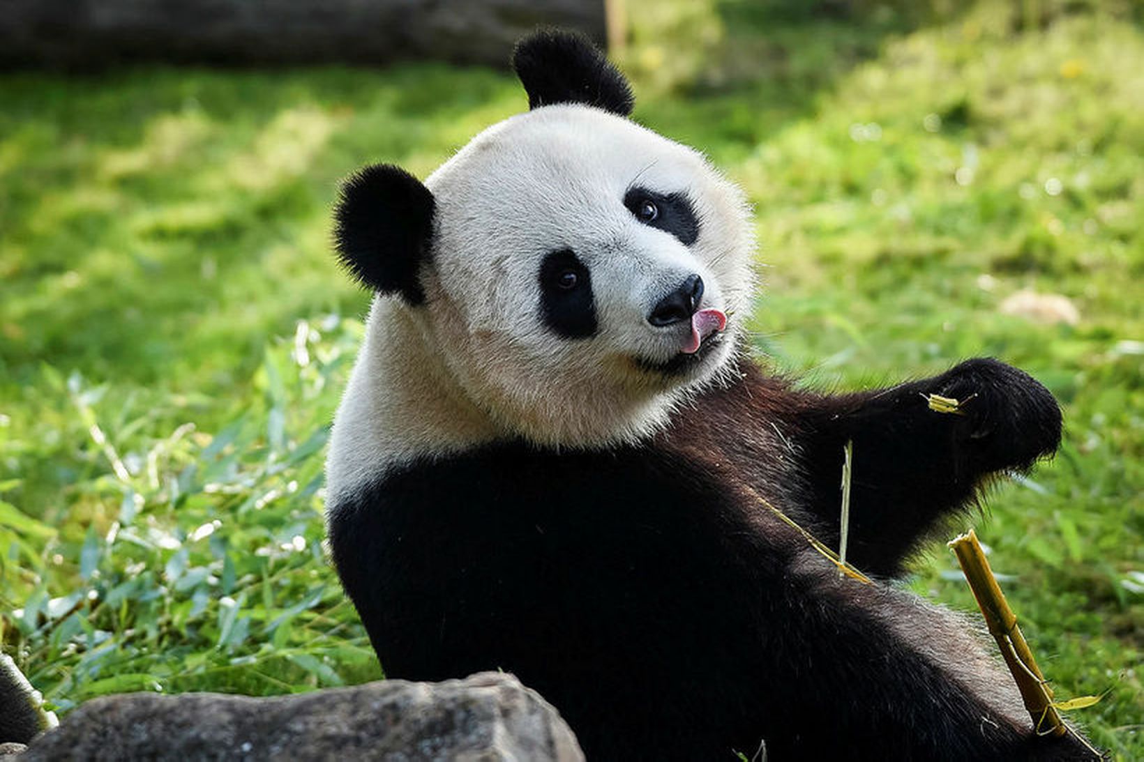 Kínverski pandabjörninn hefur síðustu áratugi fangað hug og hjörtu jarðarbúa. …