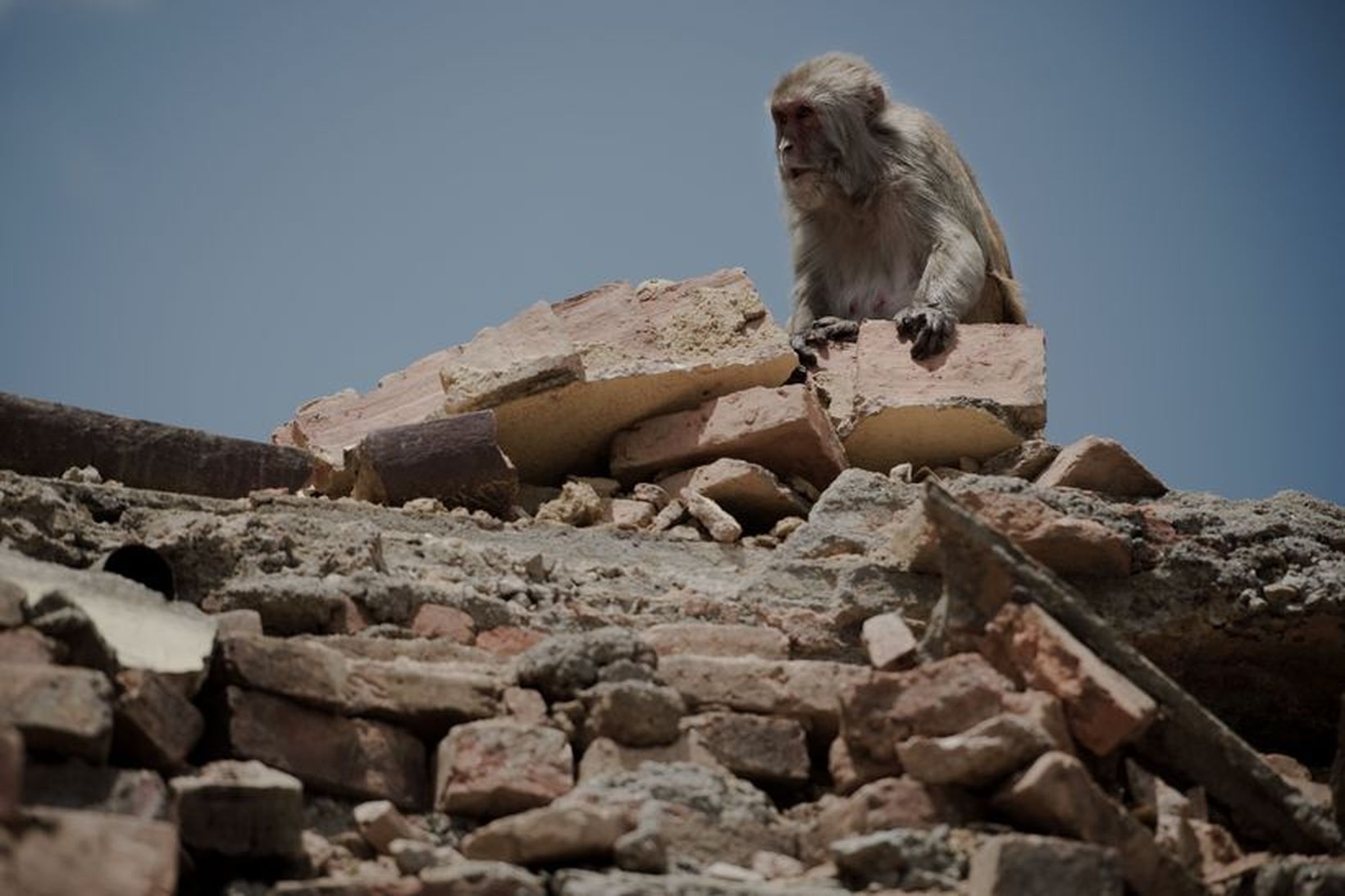 Api í rústunum í Nepal.