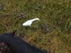 Cattle Egrets are only seen on very rare occasions in Iceland.