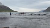 Tugir grindhvala strand í Ólafsfirði