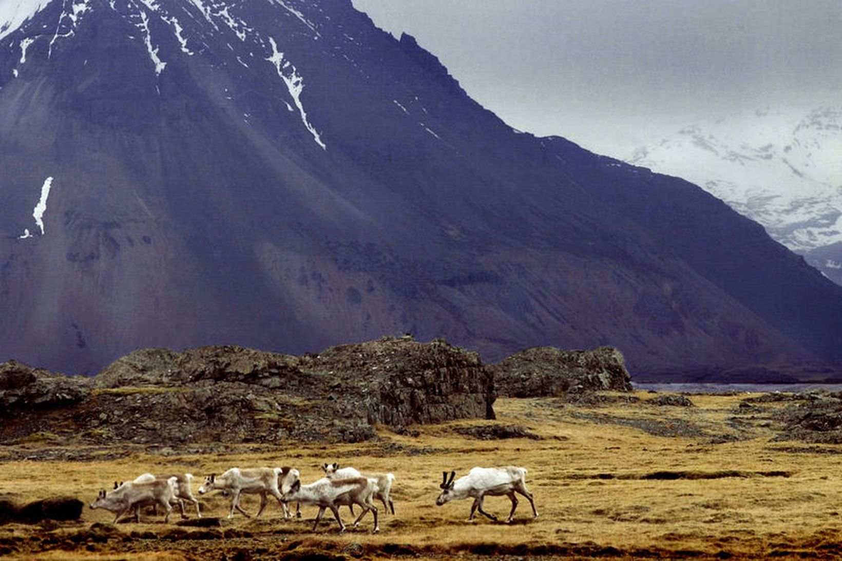 Stjórn Landverndar harmar það undanhald sem ríkisstjórnin skipuleggur í verndun …