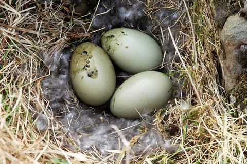 Eider ducks may be too weak to nest.