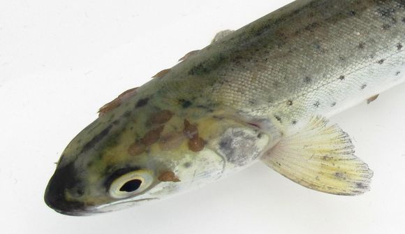 Helmingur urriða þakinn laxalús