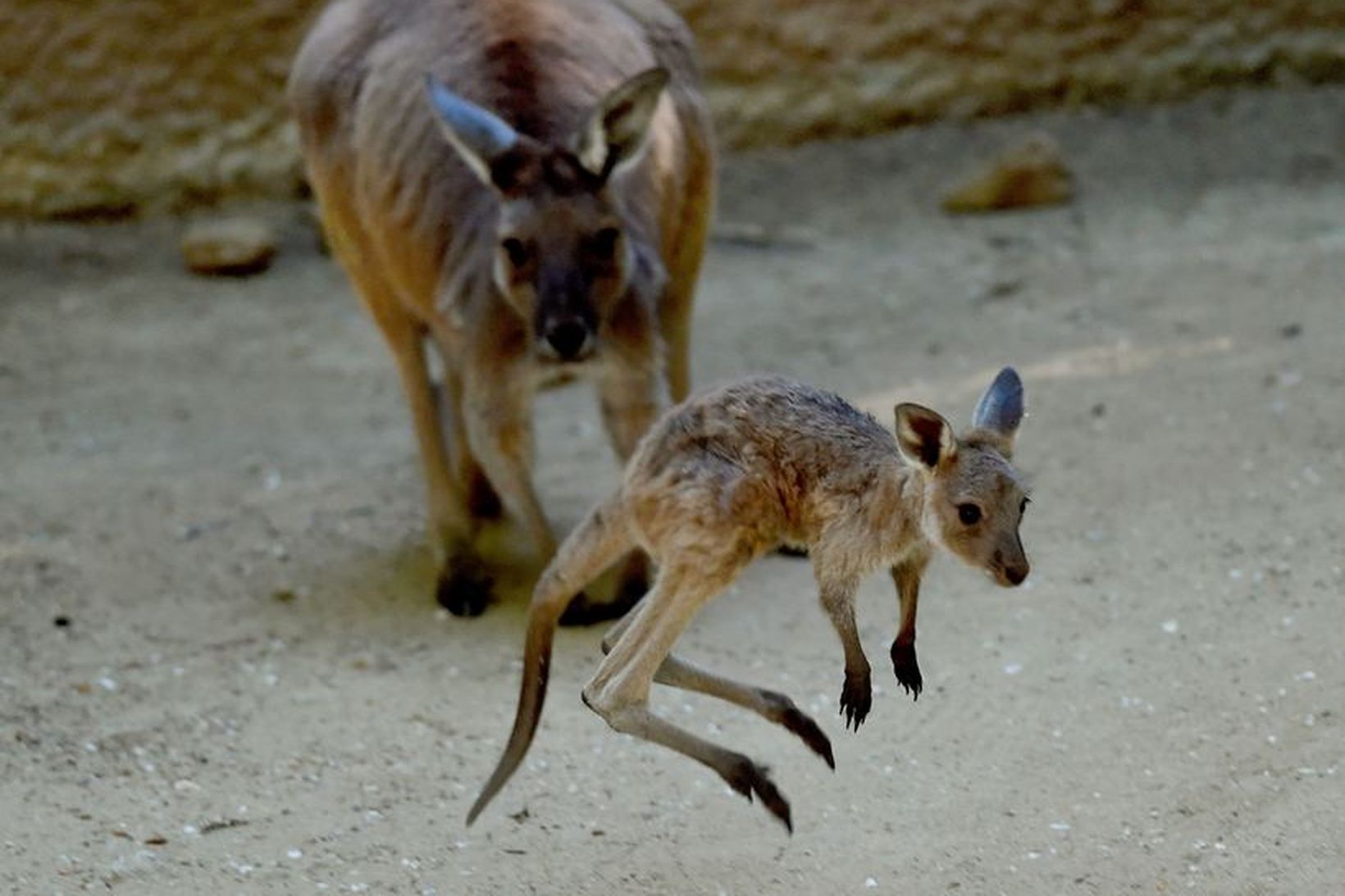 Fjórtán kengúrur voru drepnar, þar af tveir ungar.