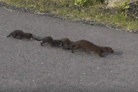 Minks are aggressive and prey on bird colonies and farm animals.
