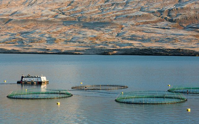 Kaldvík gerir ráð fyrir að slátra um 15 þúsund tonnum af laxi upp úr kvíum …