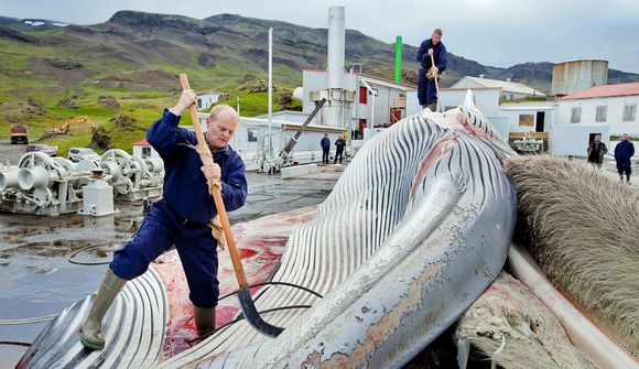Langreyður veidd í sumar