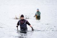 Unnið að gerð hreiðurs fyrir flórgoða í vífilstaðavatni. 